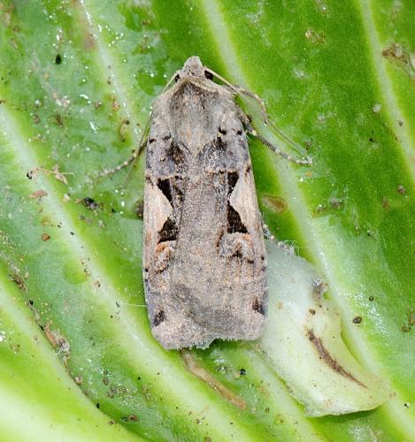 Réf. 268 380 : Xestia c-nigrum